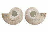Cut & Polished, Agatized Ammonite Fossil - Madagascar #223167-1